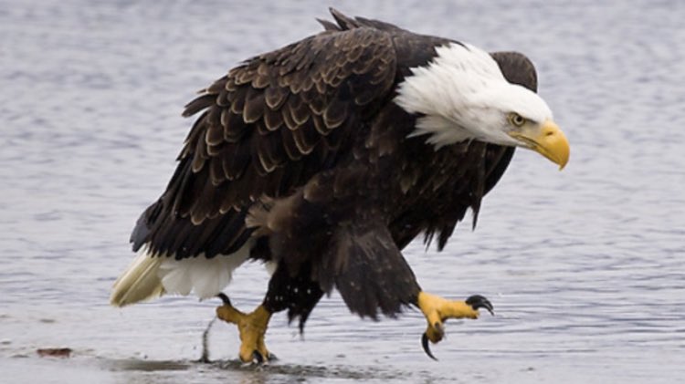 Une photo d'un rapace qui marche de manière dépressive.