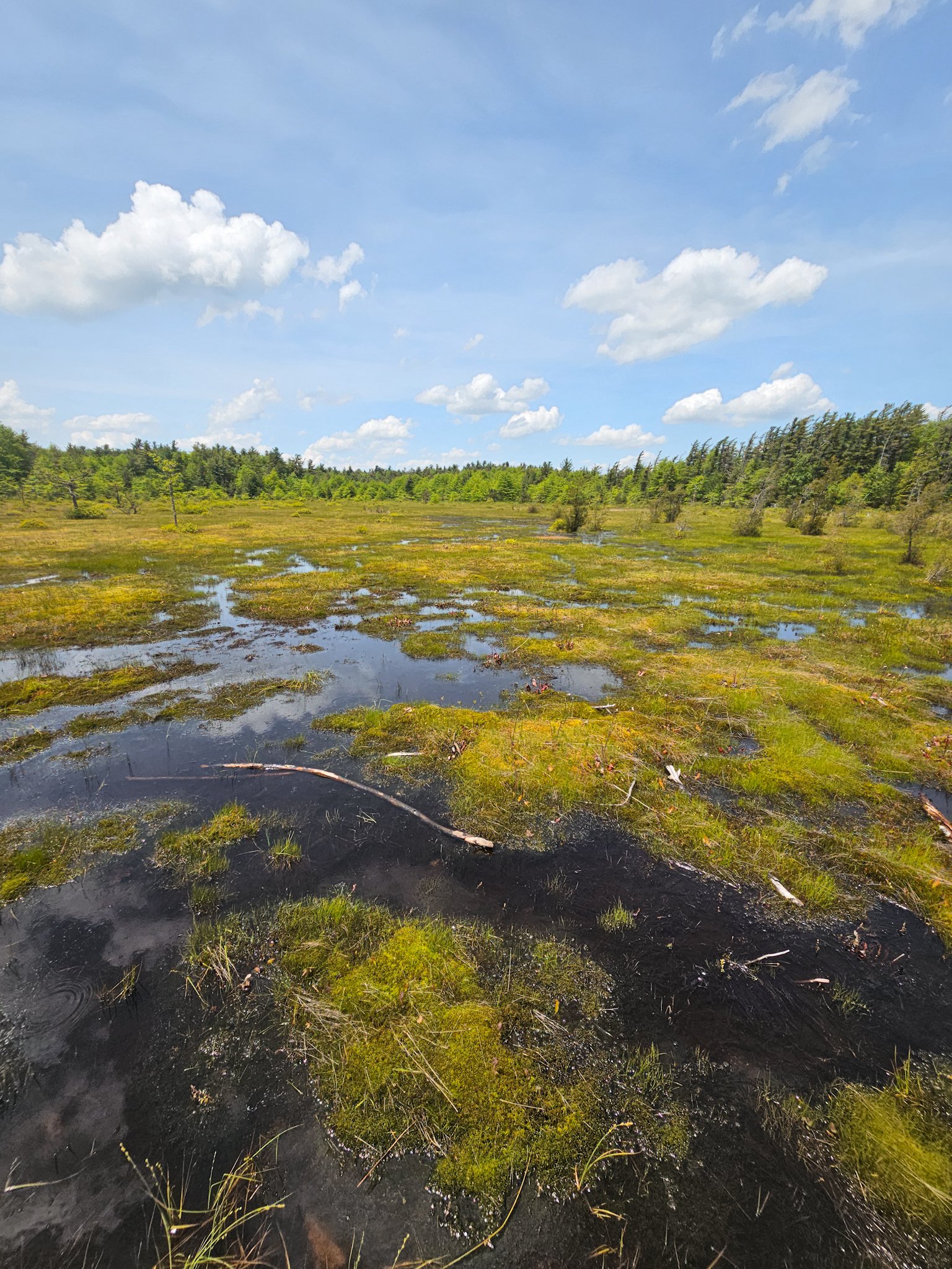 a nice picture of a big bog