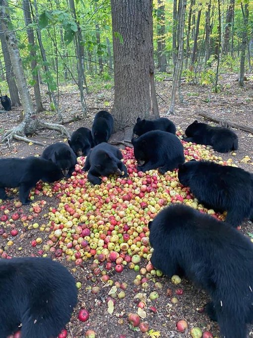 Des ours sous un pommier, sur une pile de pommes, qui mangent des pommes.