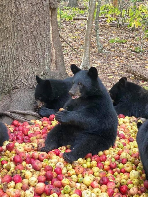 Des ours sous un pommier, sur une pile de pommes, qui mangent des pommes.
