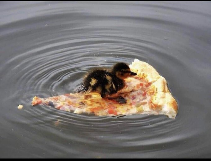 un petit poussin sur une part de pizza qui flotte sur l'eau?